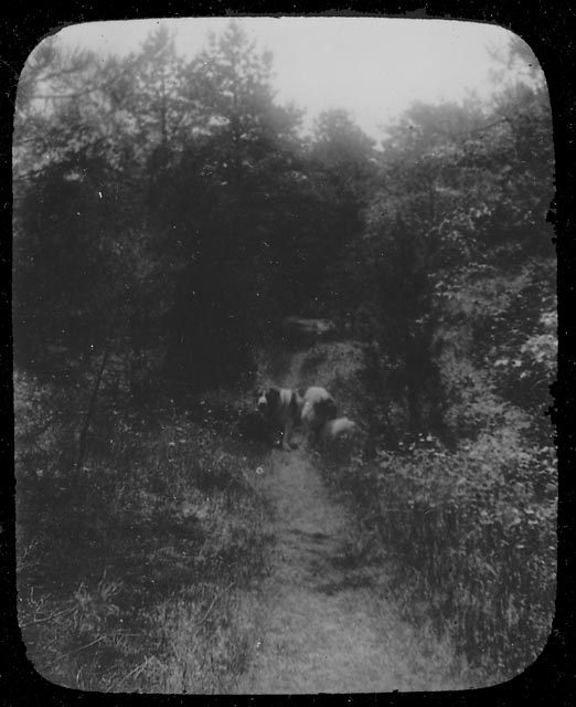 Old Shiloh on the Old Bay Path, ca. 1900