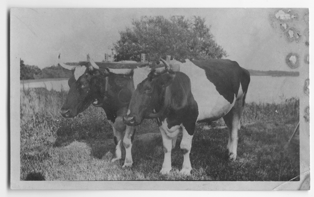 Horatio Adams' oxen, no date.