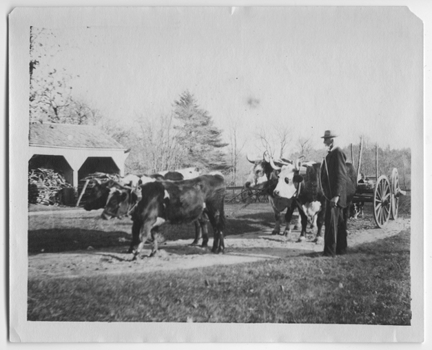 Walter Faunce and his double yoke of oxen on Wapping Road, no date.