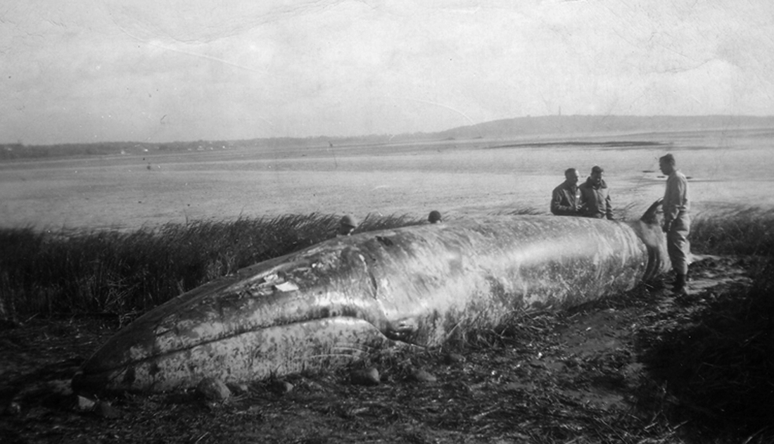 Whale beached at Ah-de-nah, October 20, 1948. By Ethel Packard.