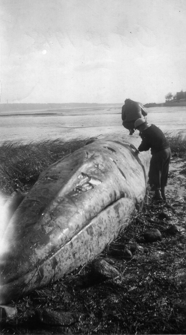 Whale beached at Ah-de-nah, October 20, 1948. By Ethel Packard.