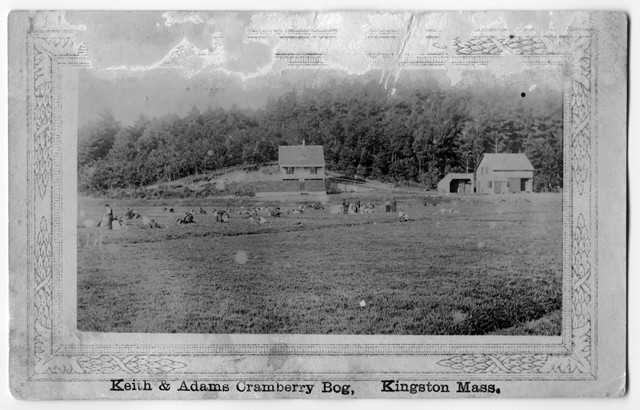 Keith & Adams Cranberry Bog, Kingston, Mass. possibly around 1900