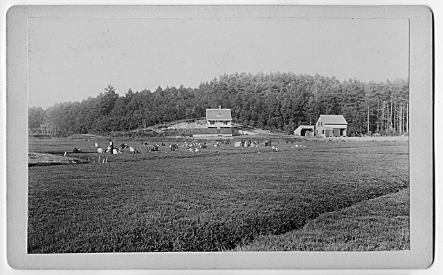 Cranberry harvest, possible around 1900