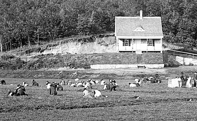 Detail of cranberry harvest, possibly around 1900