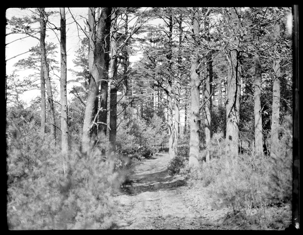 Singing pines, circa 1925. By Emily Fuller Drew.