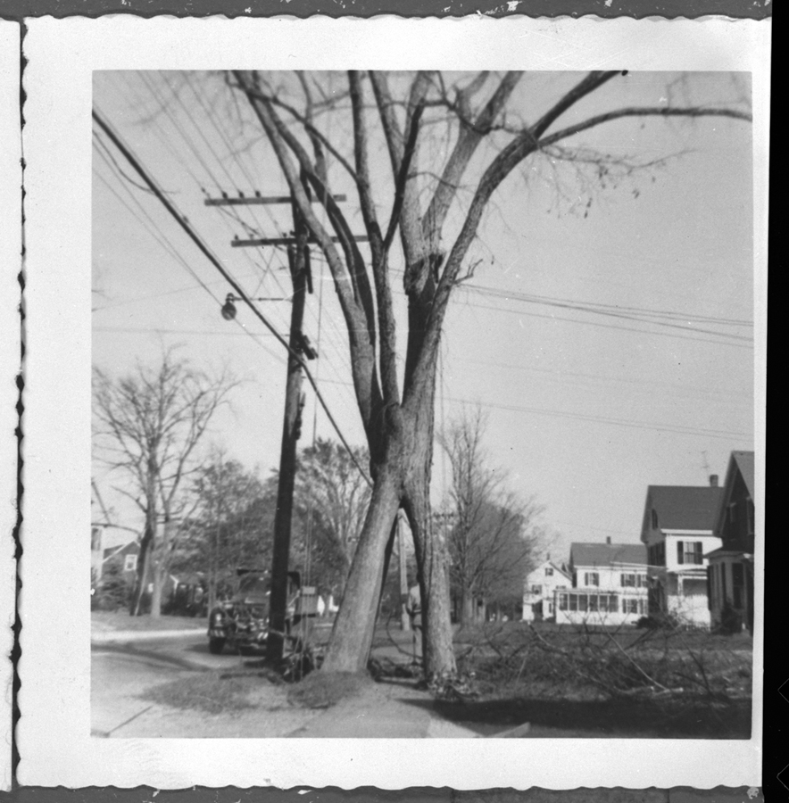 The four-trunk elm tree, about 1959.