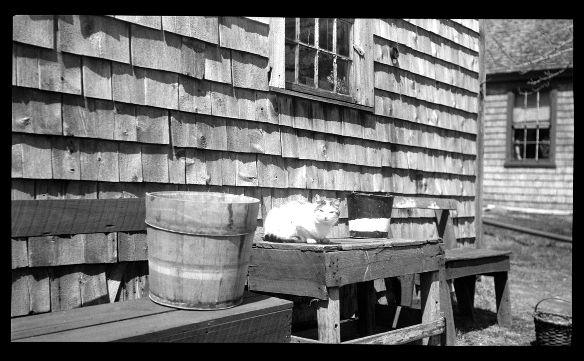 Lyman Cushman's cat, 1925